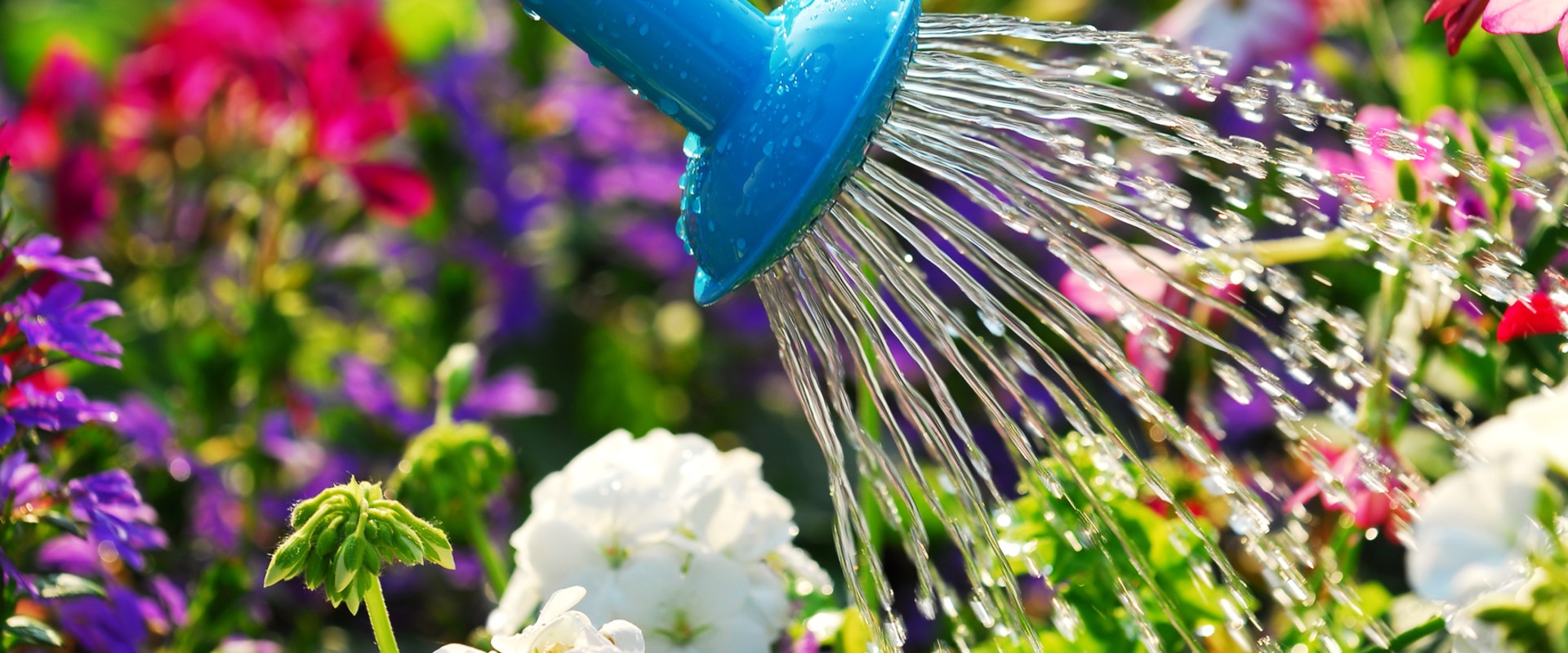 10 Proven Ways to Conserve Water in Your Garden