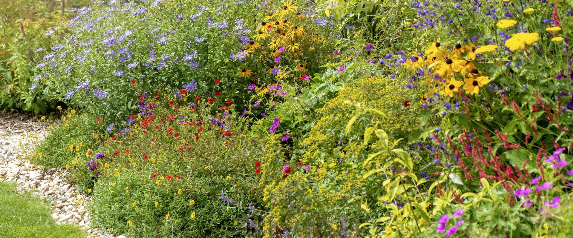 A Comprehensive Guide to the Best Plants for Beginners