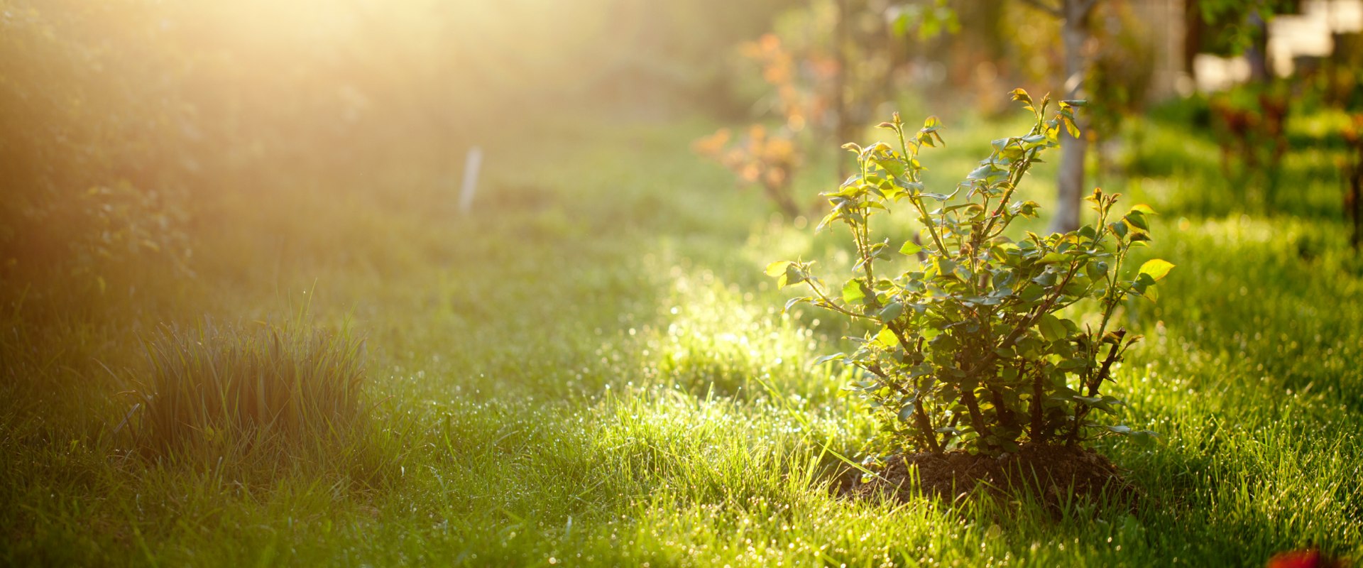 Which Sun Exposure is Best for Your Garden: Morning or Afternoon?