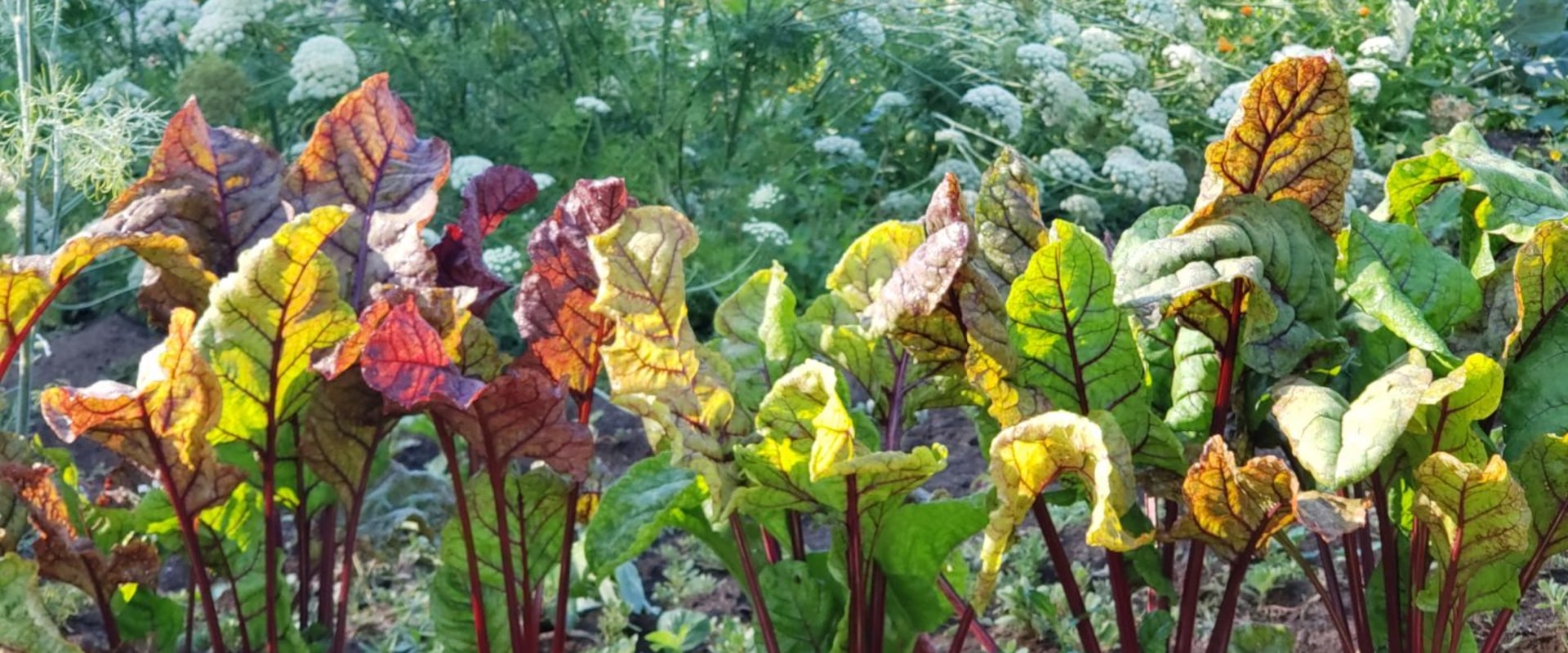 The Essential Guide to Choosing the Ideal Spot for Your Vegetable Garden