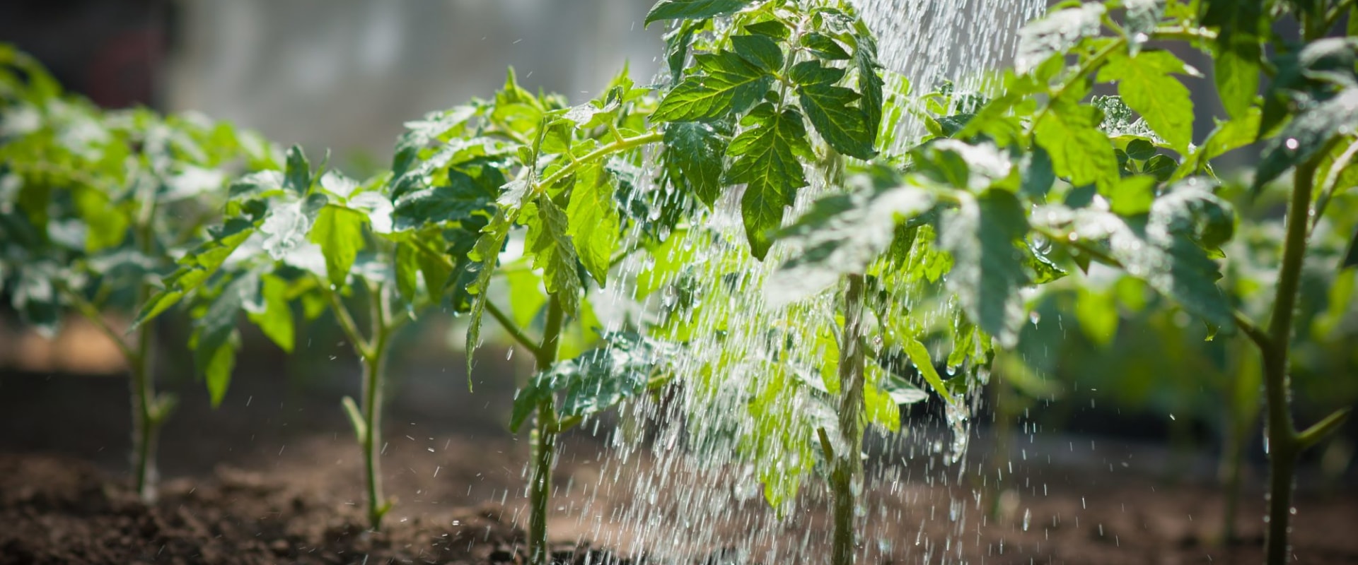 The Art of Mastering Watering Your Vegetable Garden: 9 Tips and Techniques