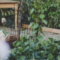 Grow Your Own Edible Garden: A Comprehensive Guide