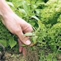 The Ultimate Guide to Weed Control in Your Garden: A Comprehensive Guide