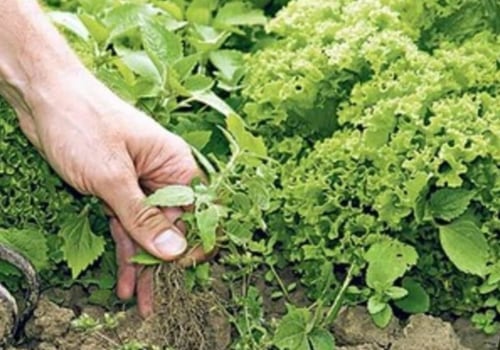 The Ultimate Guide to Weed Control in Your Garden: A Comprehensive Guide