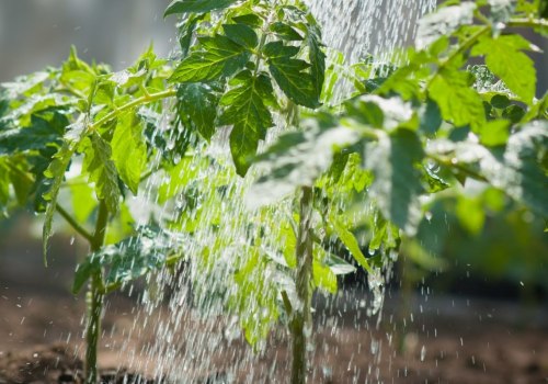 The Art of Mastering Watering Your Vegetable Garden: 9 Tips and Techniques